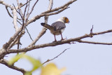 White-rumped Falcon - Neohierax insignis harmandi