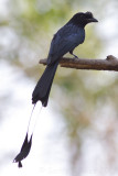 Greater Racket-tailed Drongo - Dicrurus paradiseus