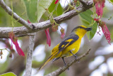 Scarlet Minivet - Pericrocotus flammeus semiruber