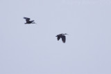 White-shouldered Ibis - Pseudibis davisoni