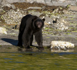 Black Bear - Vancouver Island Canada