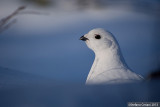 Willow Ptarmigan - Pernice bianca nordica - Moorschneehuhn - Lagopus lagopus