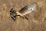 Hen Harrier (Circus cyaneus)