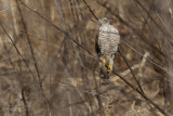 Sparrowhawk (Accipiter nisus)