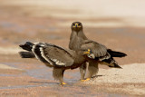 Steppe Eagle (Aquila nipalensis)