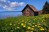 110.2 - Duluth:  Old Fish House With Spring Dandelions