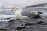 Pontische Meeuw / Caspian Gull