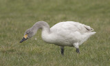 Kleine Zwaan / Bewicks Swan