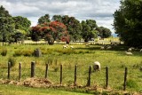 Shakespear Regional Park, Whangaparaoa