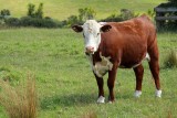 Farm Life, Whangaparaoa