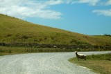 Kiwi sheep waiting to cross the road.
