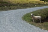 Kiwi sheep waiting to cross the road
