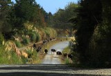 Typical kiwi scene... cows on their way to the milking shed and having to cross the road.