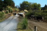 Typical kiwi scene... cows on their way to the milking shed and having to cross the road.