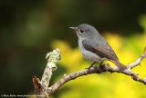 Little Pied Flycatcher