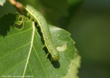 Oranje berkenspanner (Archiearis parthenias. caterpillar)