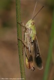 Zoemertje (Stenobothrus lineatus)