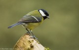 Koolmees (Parus major)