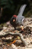 Chestnut-capped Laughingtrush