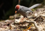 Chestnut-capped Laughingtrush