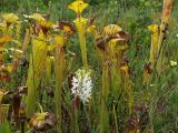 Platanthera conspicua and Sarracenia flava under power lines