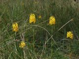 Gymnadeniopsis integra group of five plants on Big Island savannah