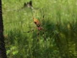 Golden Orb spider - note color of web - thats how it got its name... More than 4 from tip to tip
