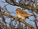 Reed Bunting female