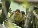 Chiffchaff fledglings