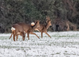 Roe Deer