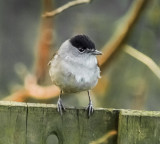 Blackcap male in the garden