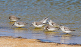 Sanderling