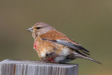 Male Linnet