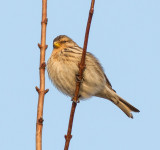 Twite