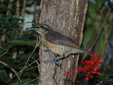 Queen Victoria Riflebird (female)