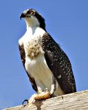 OSPREY