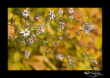 Fall Asters