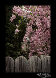 Spring Cherry