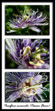 Passiflora incarnata<br>(<i>Passion Flower</i>)