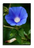 Ipomoea hederacea