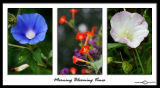 Red, White and Blue<br>Ipomoea (<i>Morning Glory</i>) & Calystegia (<i>Bindweed</i>)<Br>August 30