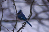 Blue Jay in Winter