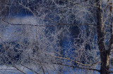 Heavy Frost Detail