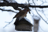 Northern Flicker