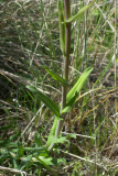 Boechera pauciflora