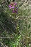 Boechera pauciflora