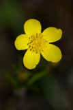 Ranunculus occidentalis