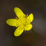 Ranunculus occidentalis