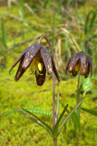 Fritillaria affinis var. affinis