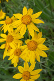 Eriophyllum lanatum var. leucophyllum